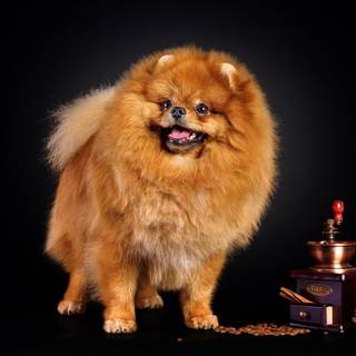 Coffee dog wallpaper