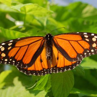 Common tiger butterfly wallpaper