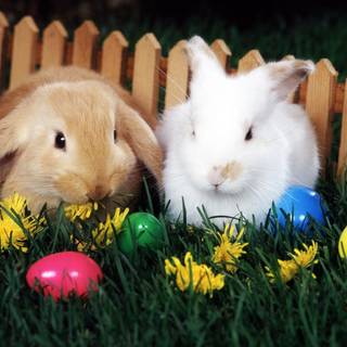 Easter eggs and bunnies wallpaper