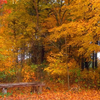 3d autumn woods wallpaper