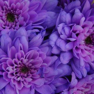 Purple flower tumblr wallpaper