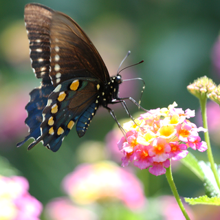 Pipevine swallowtail butterfly wallpaper