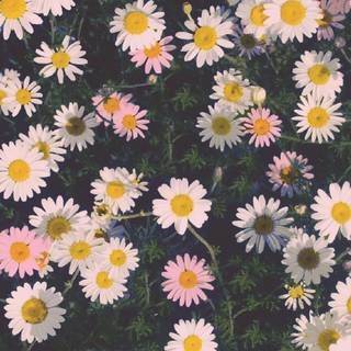 Aesthetic spring flowers laptop wallpaper