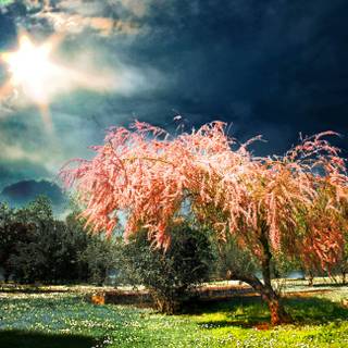 Early spring 4k wallpaper