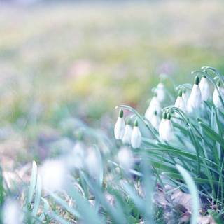 Early spring 4k wallpaper