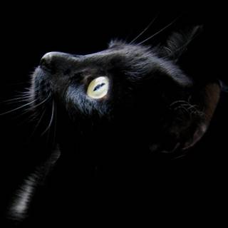 Black cat for mobile wallpaper