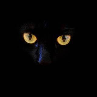 Black cat for mobile wallpaper