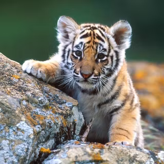 Wildlife animal wallpaper