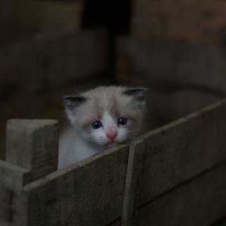 TinyCat wallpaper