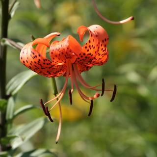 Wings of Fire Tigerlily wallpaper