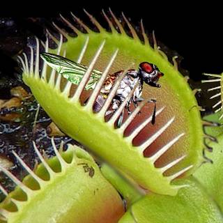 Venus fly trap wallpaper