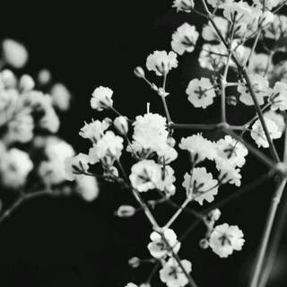 Black and white aesthetic roses wallpaper