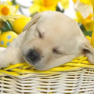 Easter puppies and dogs wallpaper