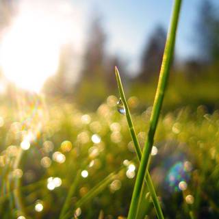 Morning spring wallpaper