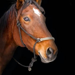 Easter horse wallpaper