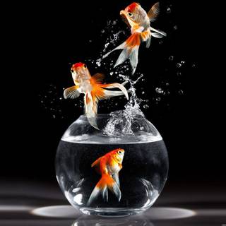 Water fish wallpaper