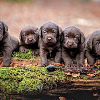 Baby chocolate labs wallpaper