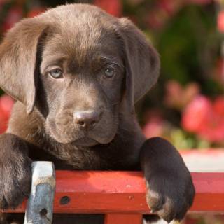 Baby chocolate labs wallpaper