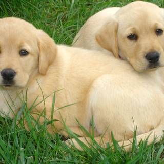 Yellow Labs wallpaper