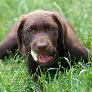 Baby chocolate labs wallpaper