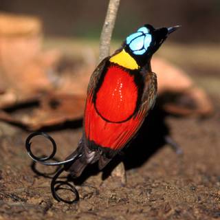 Birds of paradise HD wallpaper