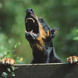 Furious dogs wallpaper