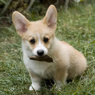 Vacation puppys wallpaper