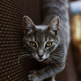 Gray tabby with yellow eyes wallpaper