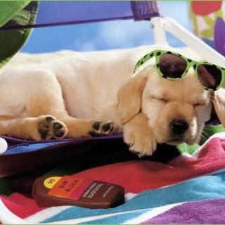 Vacation puppys wallpaper