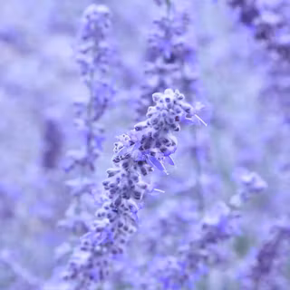 Aesthetic lavender wallpaper