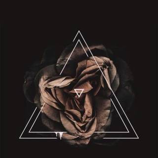 Rose aesthetic dark wallpaper