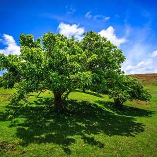 Easter trees wallpaper