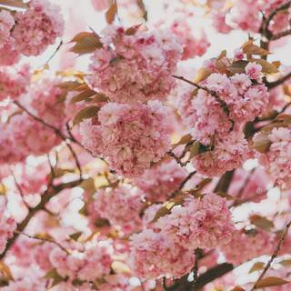 Cherry blossom Android wallpaper