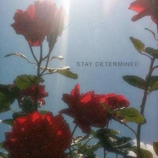 Red rose aesthetic wallpaper