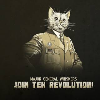 USA kittens wallpaper