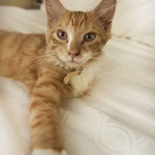 USA kittens wallpaper