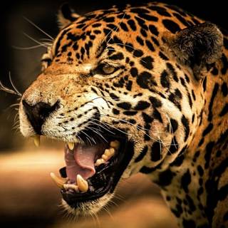 Cheetah edits wallpaper