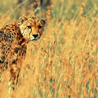 Cheetah edits wallpaper