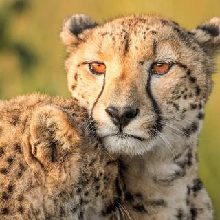 Cheetah edits wallpaper