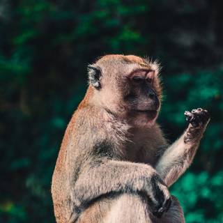 Monkey animal wallpaper