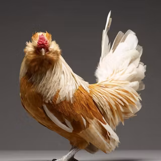 Types of chicken wallpaper