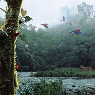 Birds jungle wallpaper