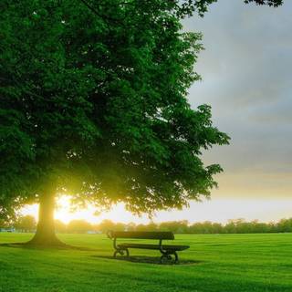Green park wallpaper
