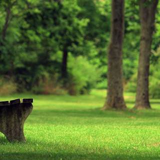 Green park wallpaper