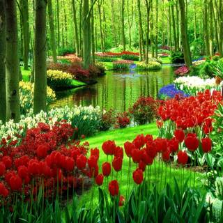 Green park wallpaper