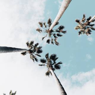 Softball aesthetic wallpaper