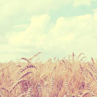 Tumblr HD PC wallpaper