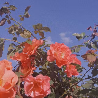 Aesthetic with rose wallpaper