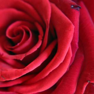 HD 3D rose desktop wallpaper