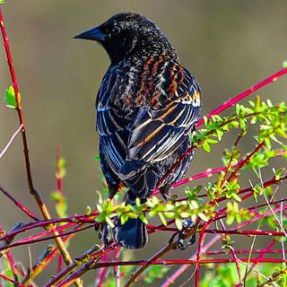 Spring birds wallpaper